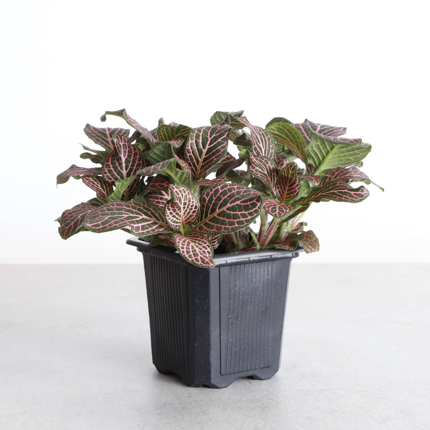 Pet Safe Houseplant Assortment - 3" Plants