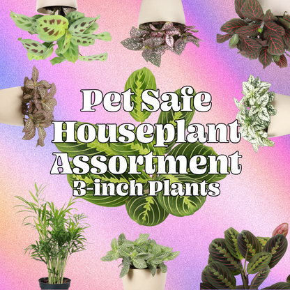 Pet Safe Houseplant Assortment - 3" Plants