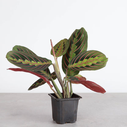 Pet Safe Houseplant Assortment - 3" Plants