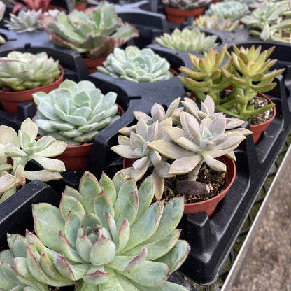 Succulent Plant -  Live Plant