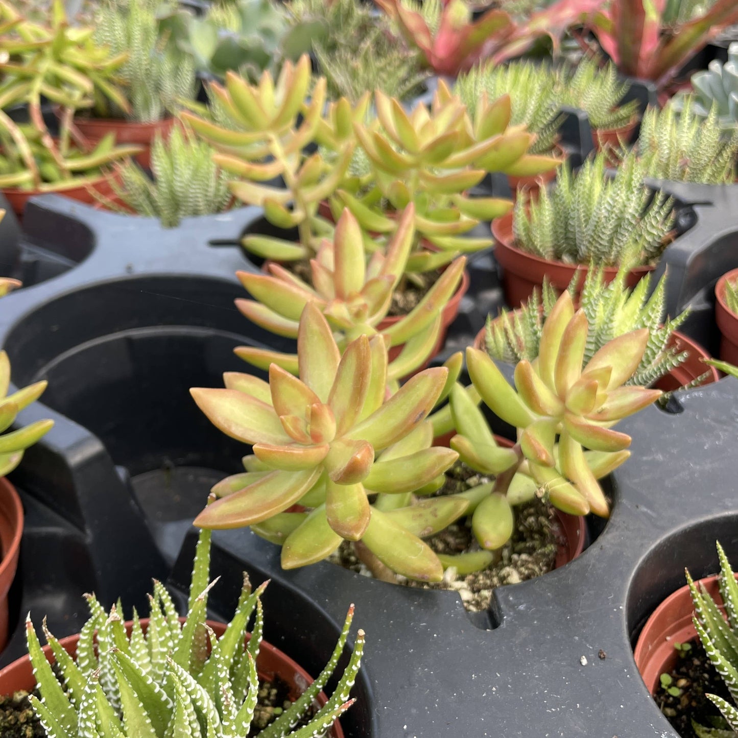 Succulent Plant -  Live Plant