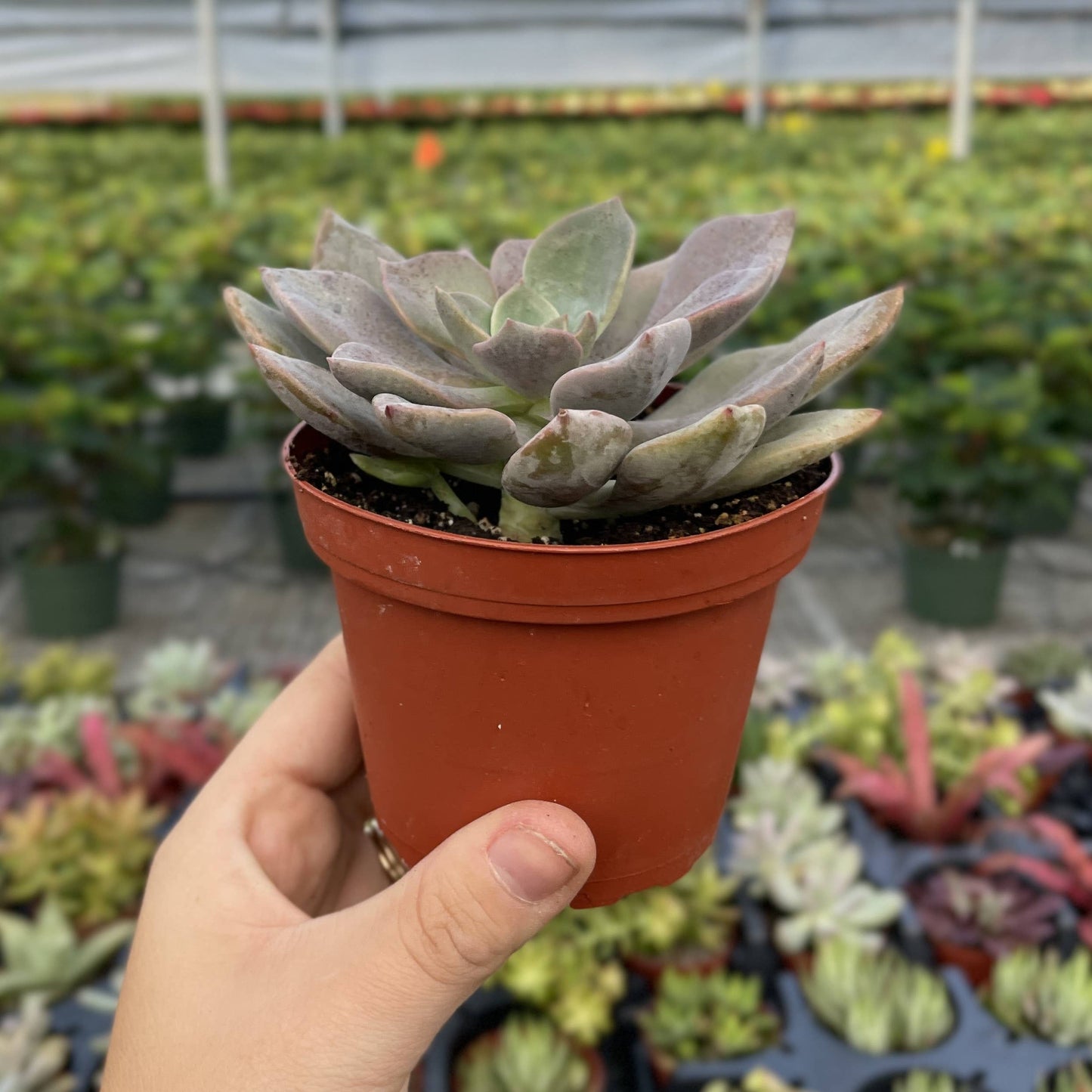 Succulent Plant -  Live Plant