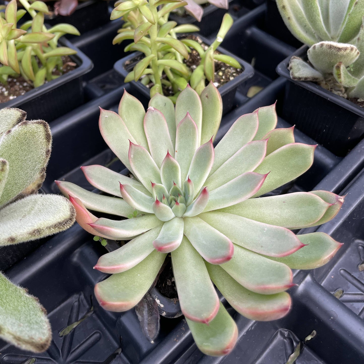 Succulent Plant -  Live Plant
