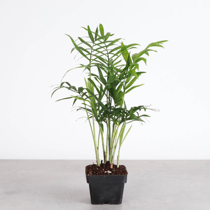 Pet Safe Houseplant Assortment - 3" Plants