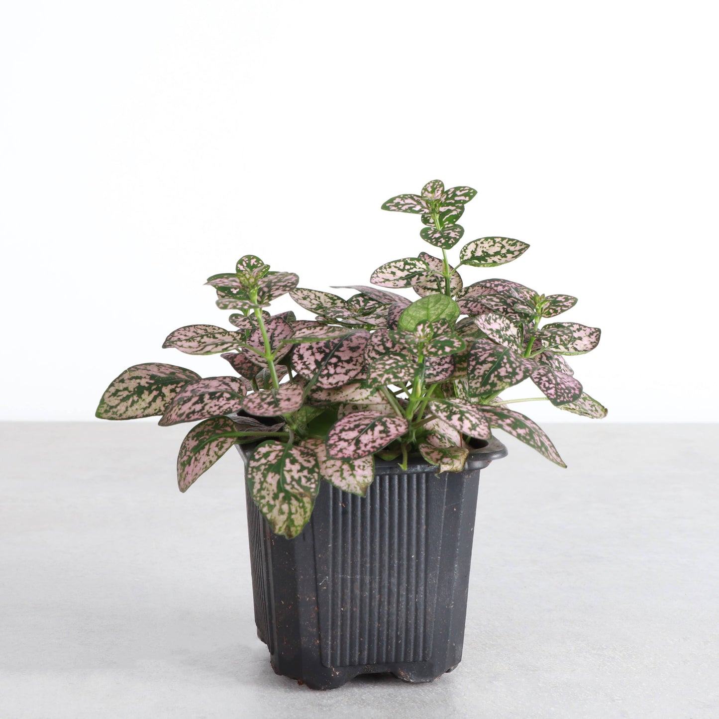Pet Safe Houseplant Assortment - 3" Plants