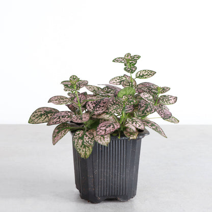 Pet Safe Houseplant Assortment - 3" Plants