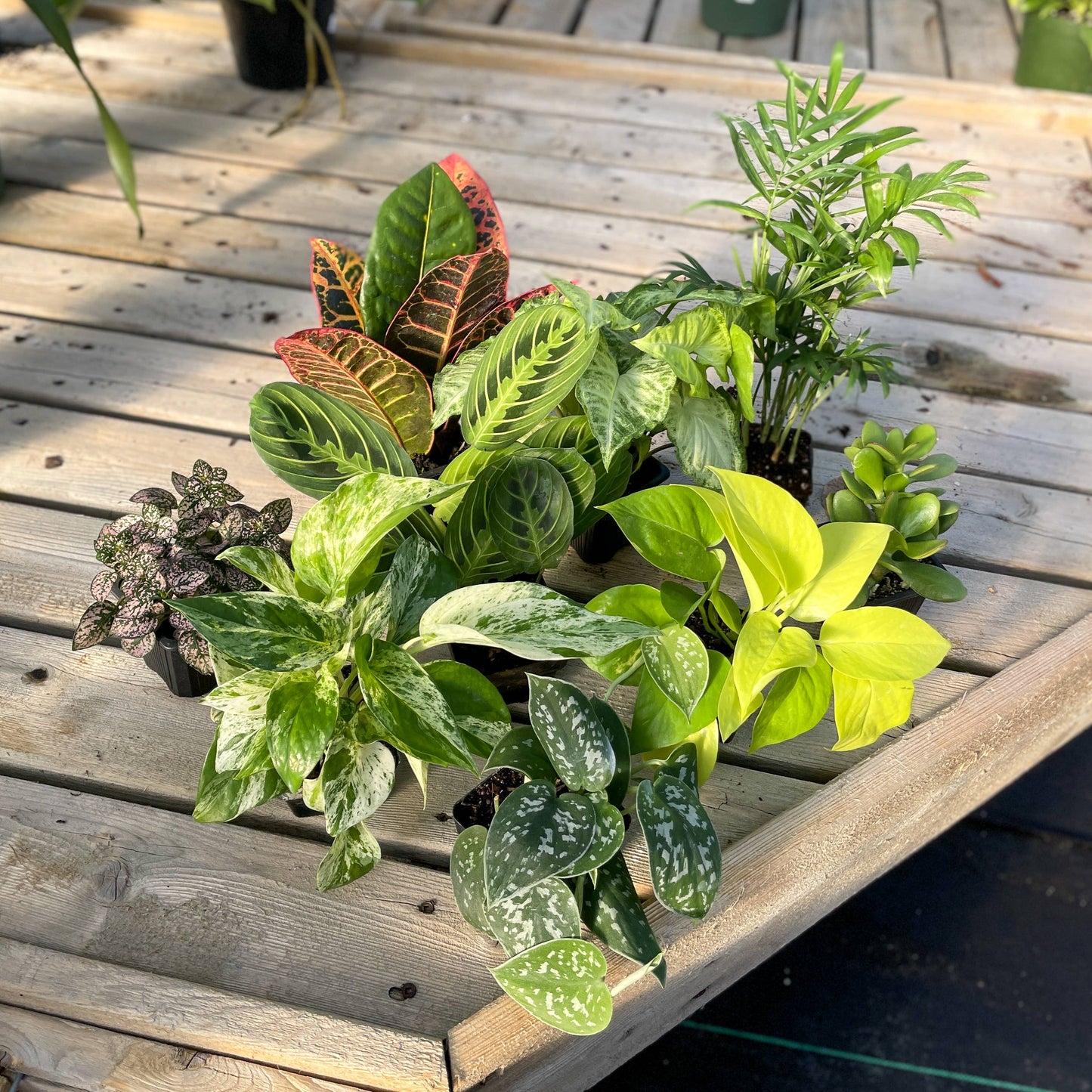 Grower's Choice Houseplant Assortment - 3" Live Plants