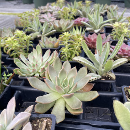 Succulent Plant -  Live Plant