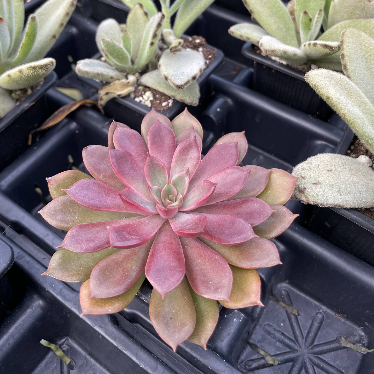 Succulent Plant -  Live Plant