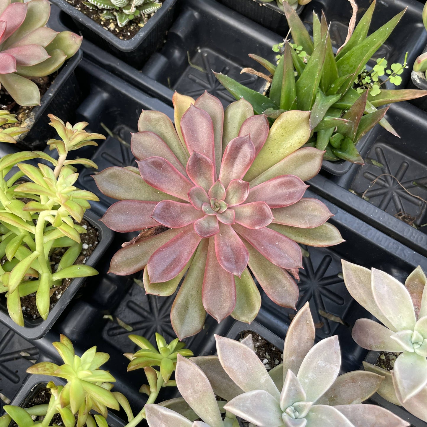 Succulent Plant -  Live Plant
