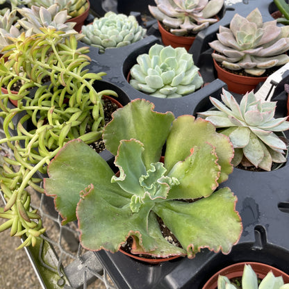 Succulent Plant -  Live Plant