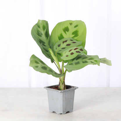 Pet Safe Houseplant Assortment - 3" Plants
