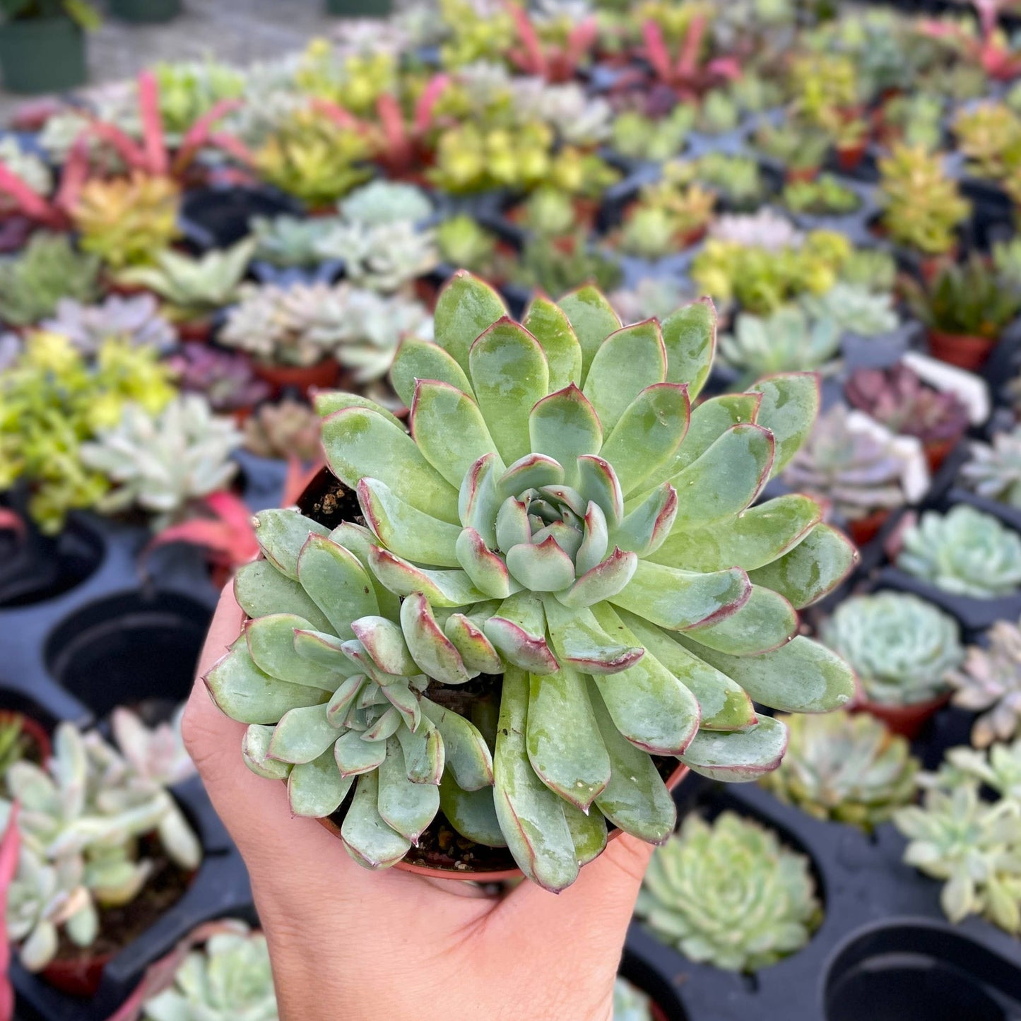 Succulent Plant -  Live Plant