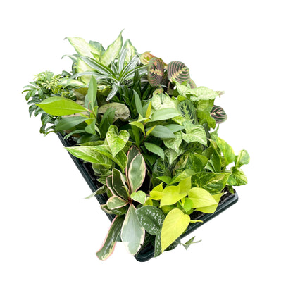 Grower's Choice Houseplant Assortment - 3" Live Plants