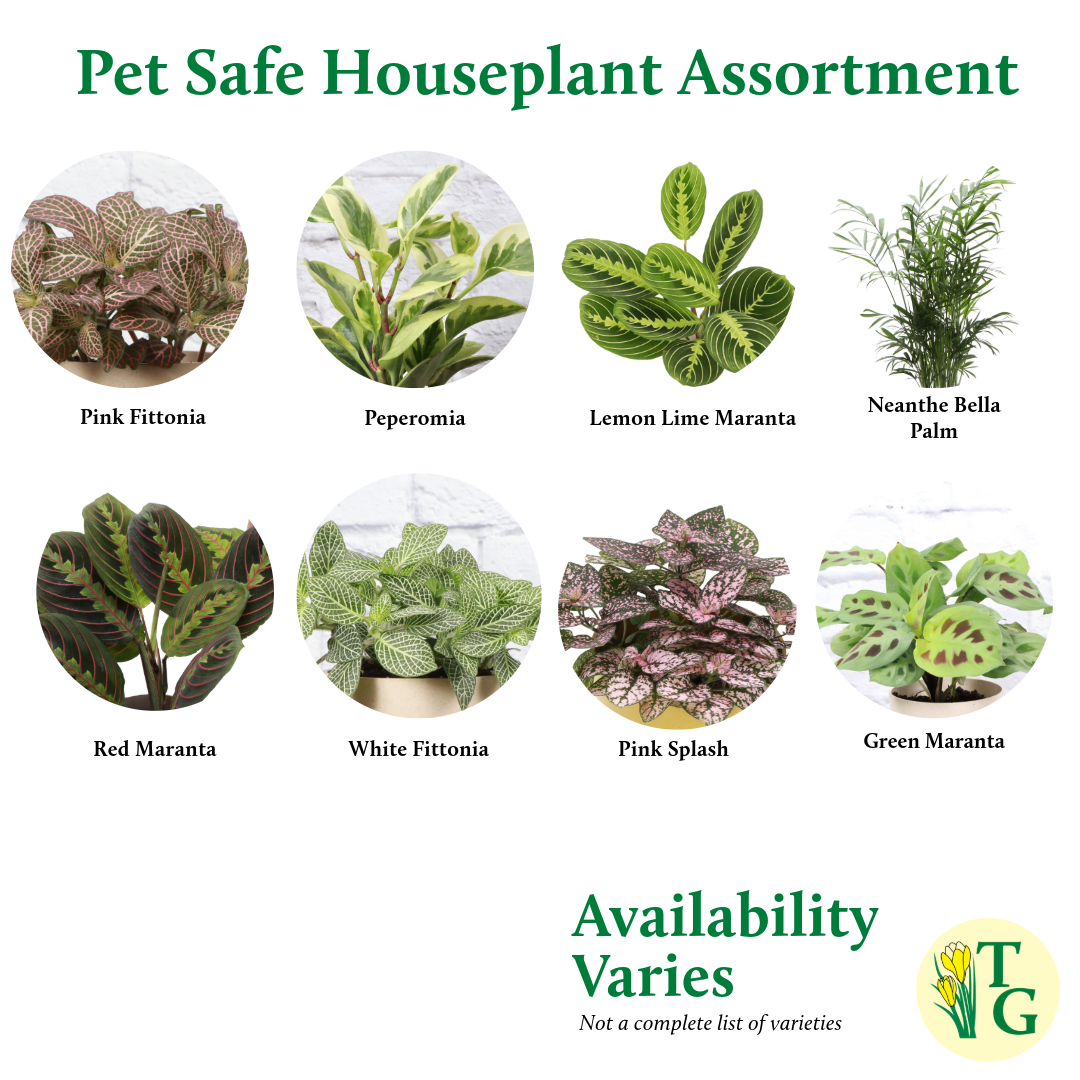 Pet Safe Houseplant Assortment - 3" Plants