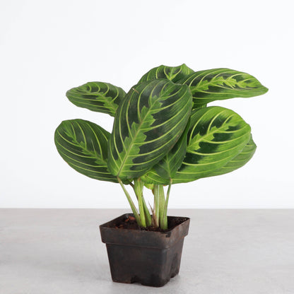 Pet Safe Houseplant Assortment - 3" Plants