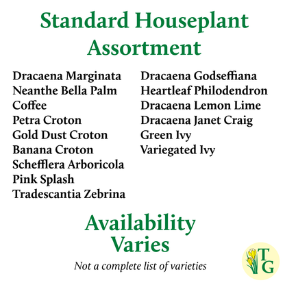 Grower's Choice Houseplant Assortment - 3" Live Plants
