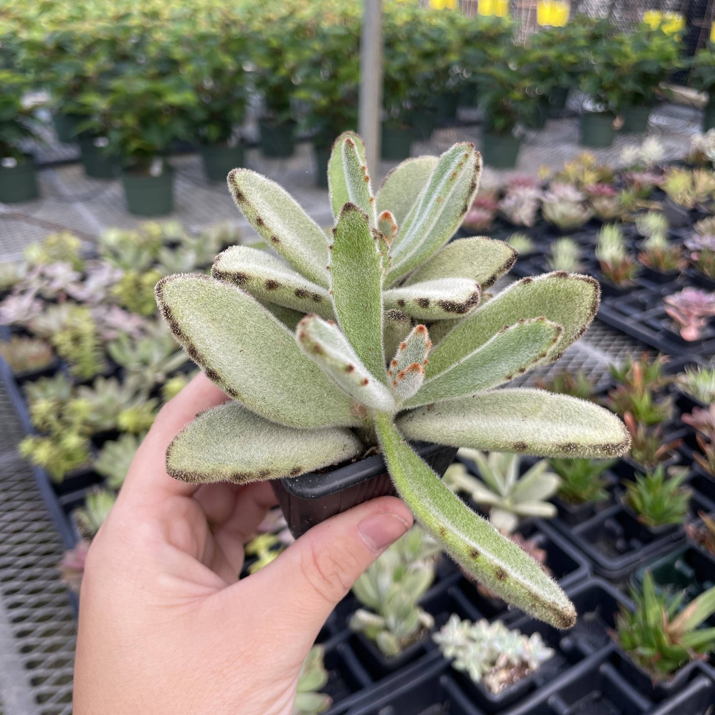Succulent Plant -  Live Plant