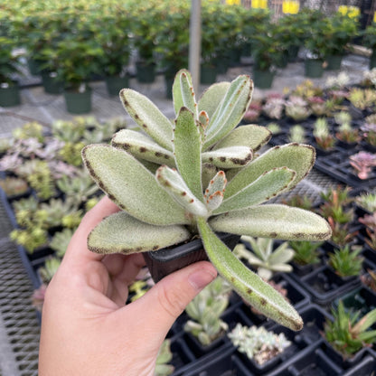 Succulent Plant -  Live Plant