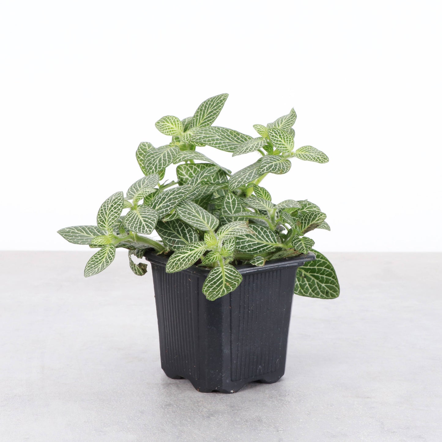 Pet Safe Houseplant Assortment - 3" Plants