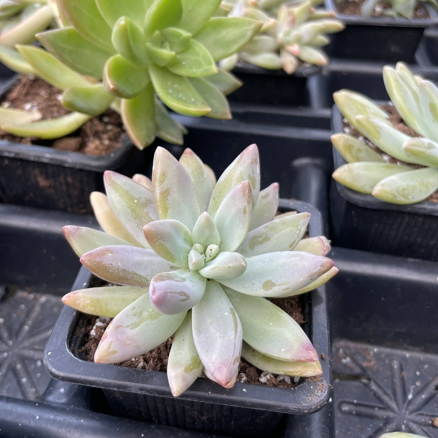 Succulent Plant -  Live Plant
