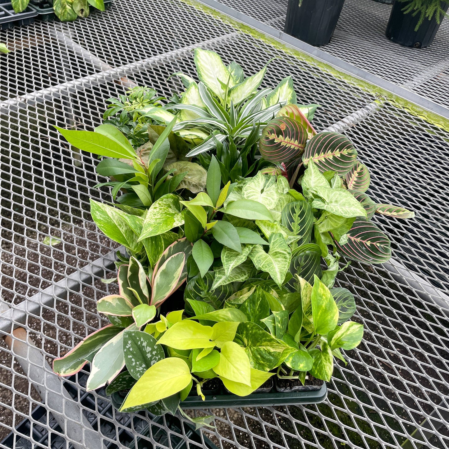 Grower's Choice Houseplant Assortment - 3" Live Plants