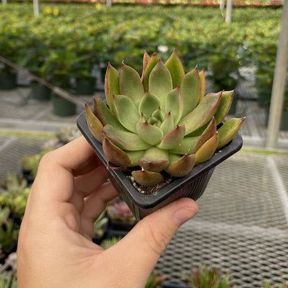 Succulent Plant -  Live Plant