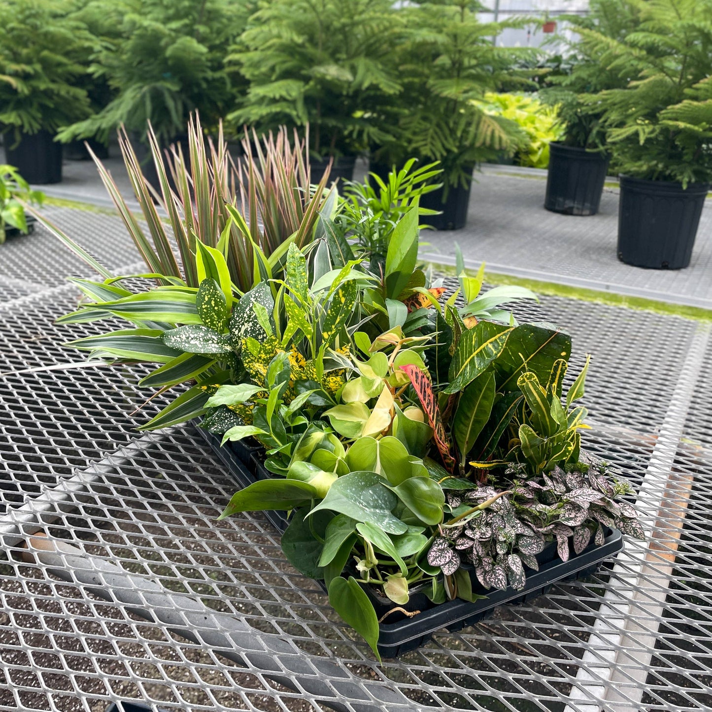 Grower's Choice Houseplant Assortment - 3" Live Plants