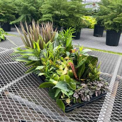 Grower's Choice Houseplant Assortment - 3" Live Plants