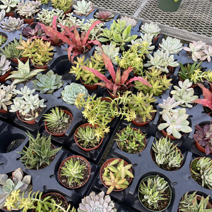 Succulent Plant -  Live Plant