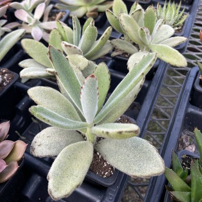 Succulent Plant -  Live Plant