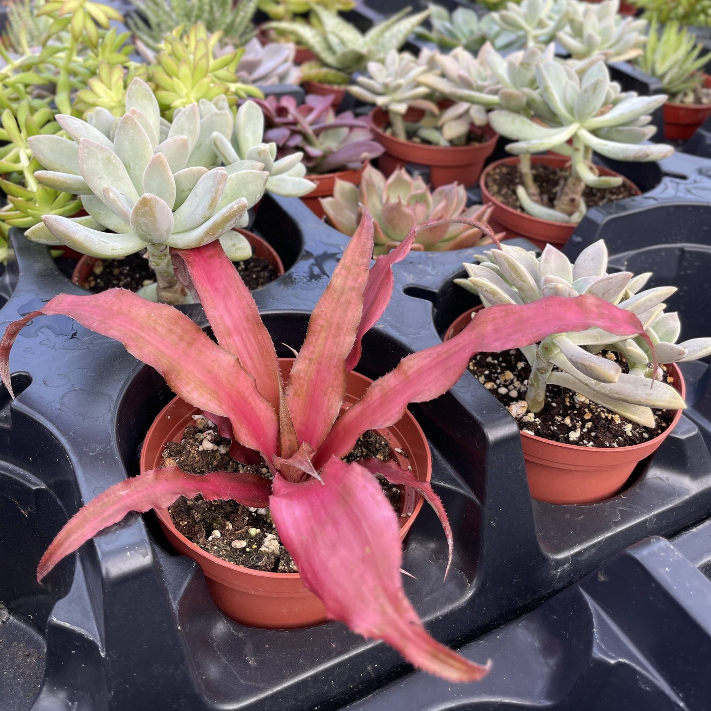 Succulent Plant -  Live Plant