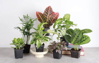 Grower's Choice Houseplant Assortment - 3" Live Plants