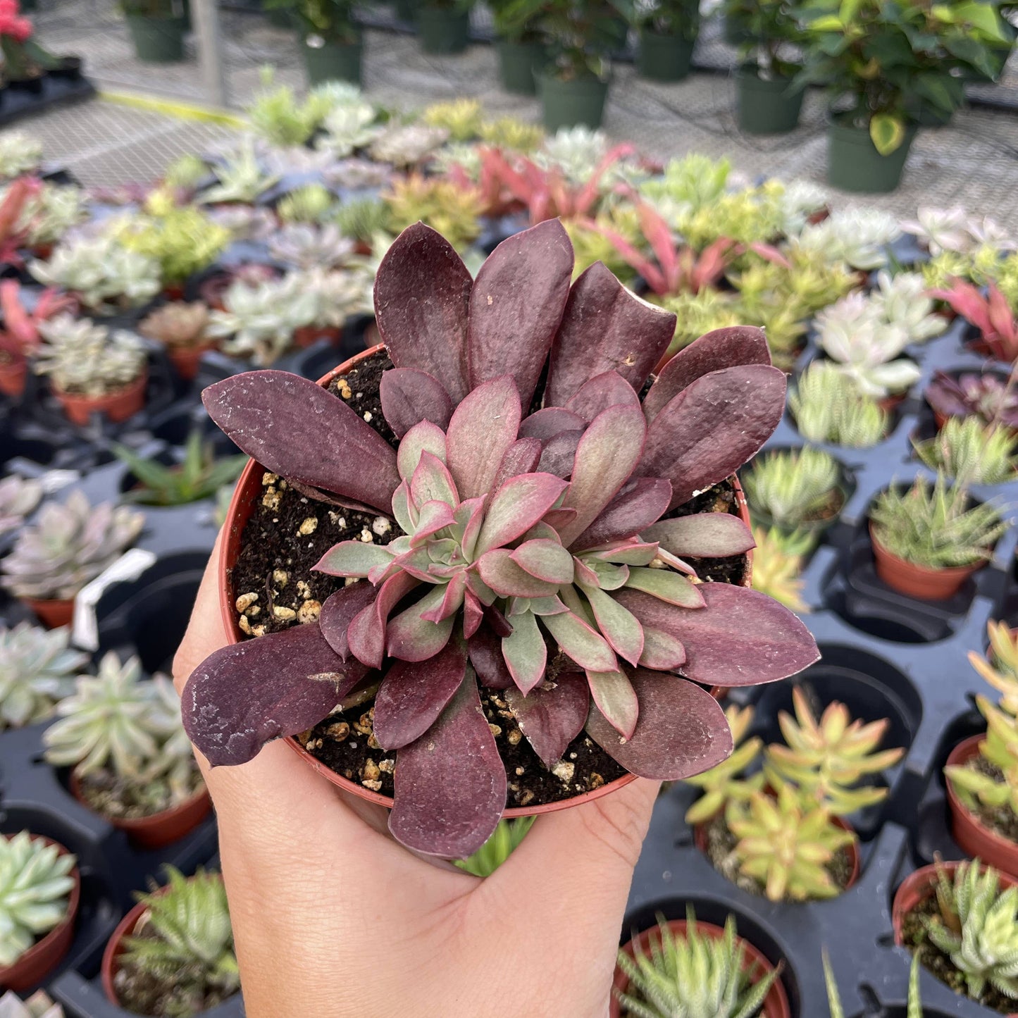 Succulent Plant -  Live Plant