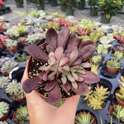 Succulent Plant -  Live Plant